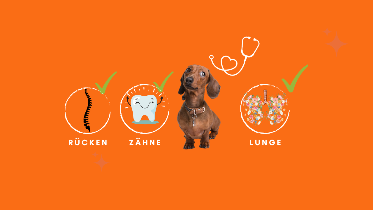 Tierarztbesuche – Dein Dackel dankt es dir