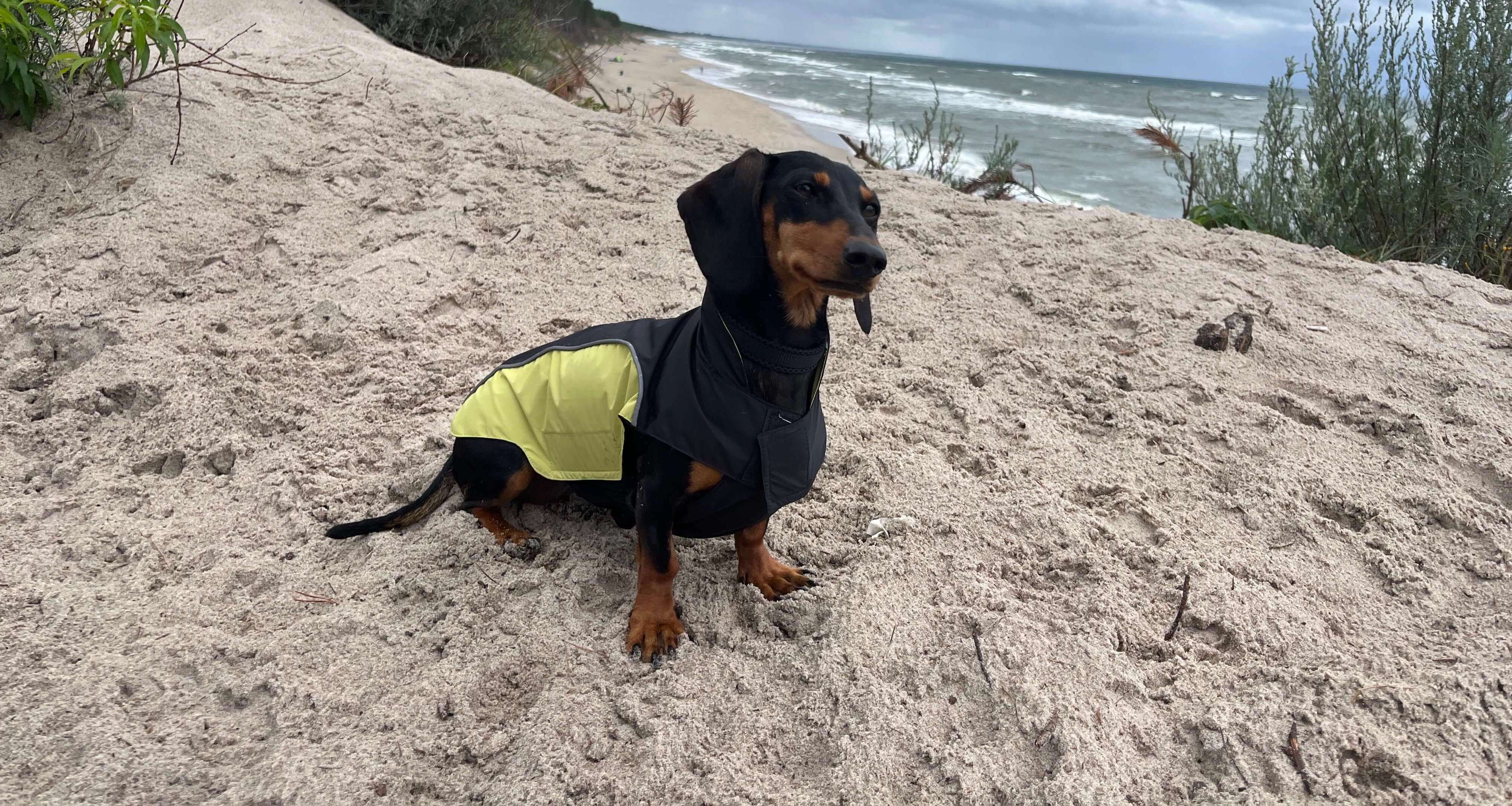 Dackel am Meer mit Regenjacke