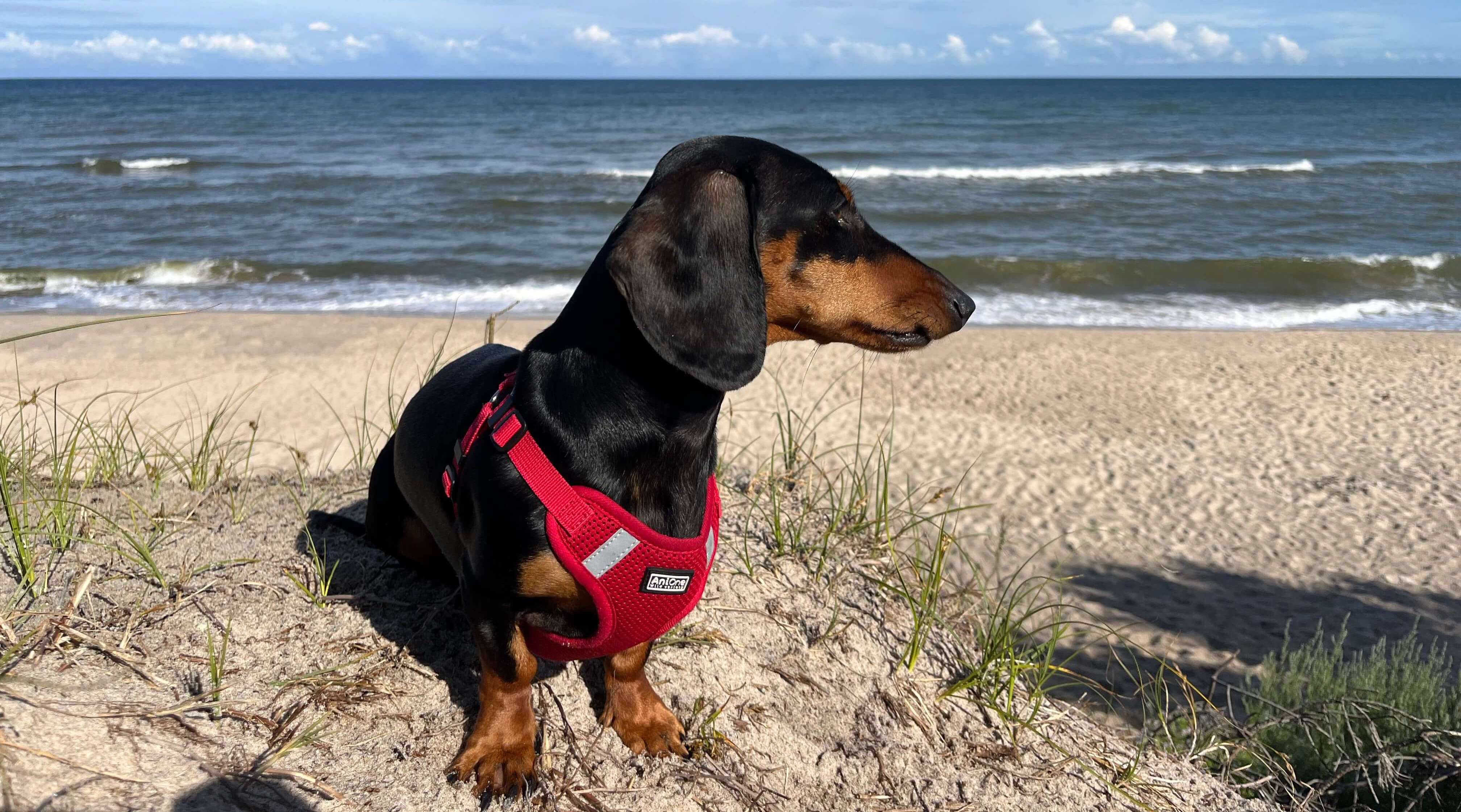 Dackel am Strand schaut aufs Meer