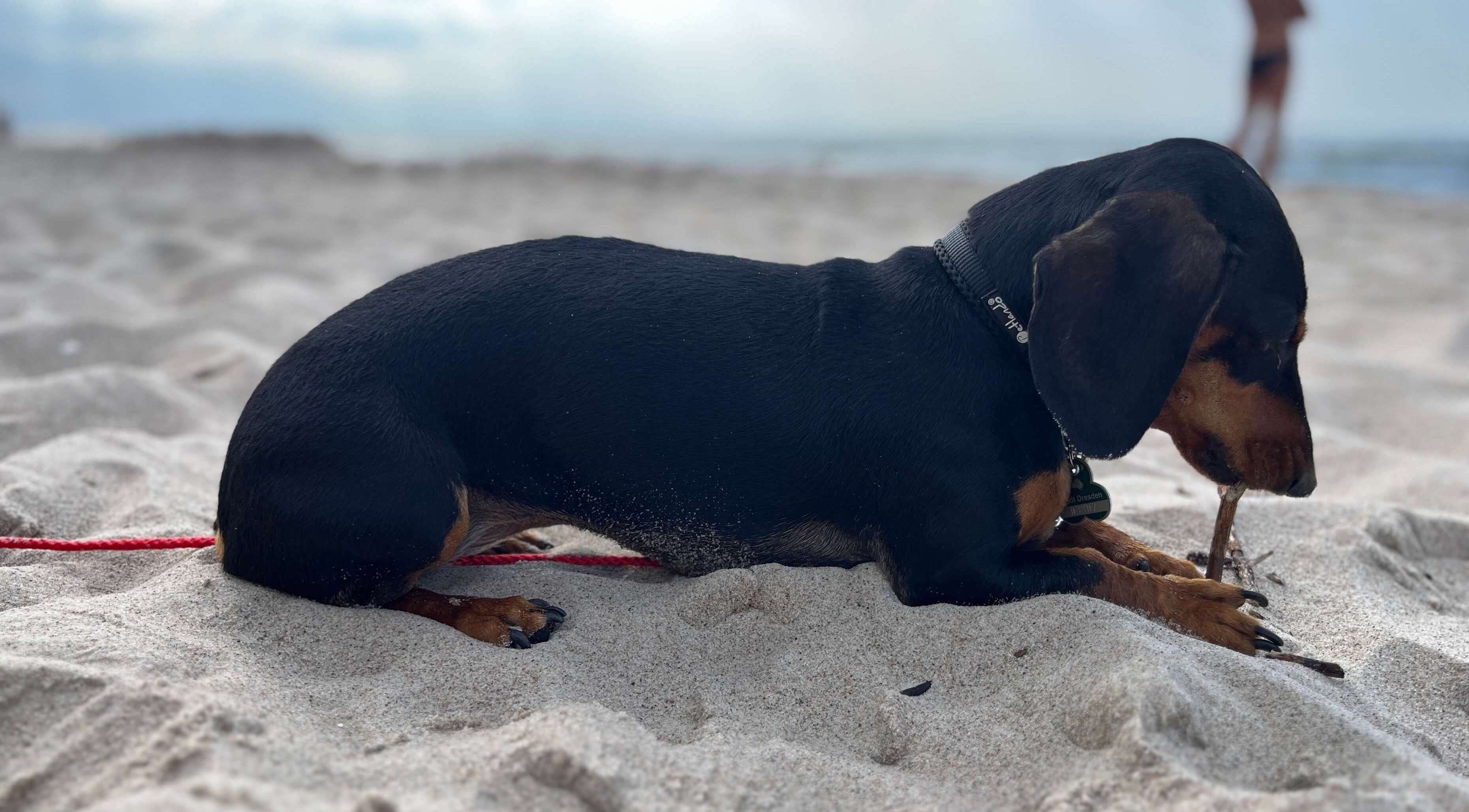 Dackel am Meer spielt mit einem Stock