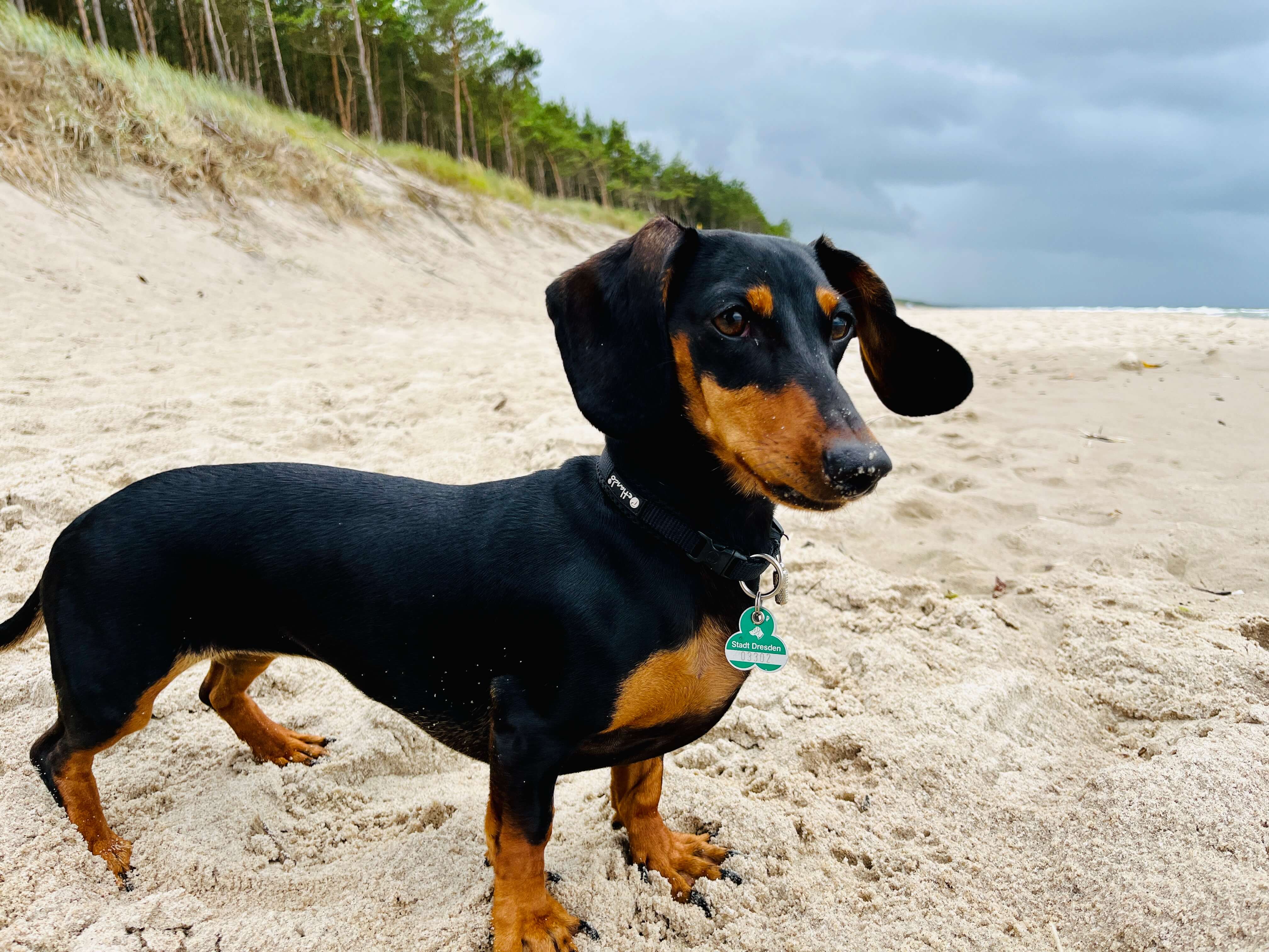 Strandspaß mit deinem Dackel – Tipps & Equipment für den perfekten Strandtag