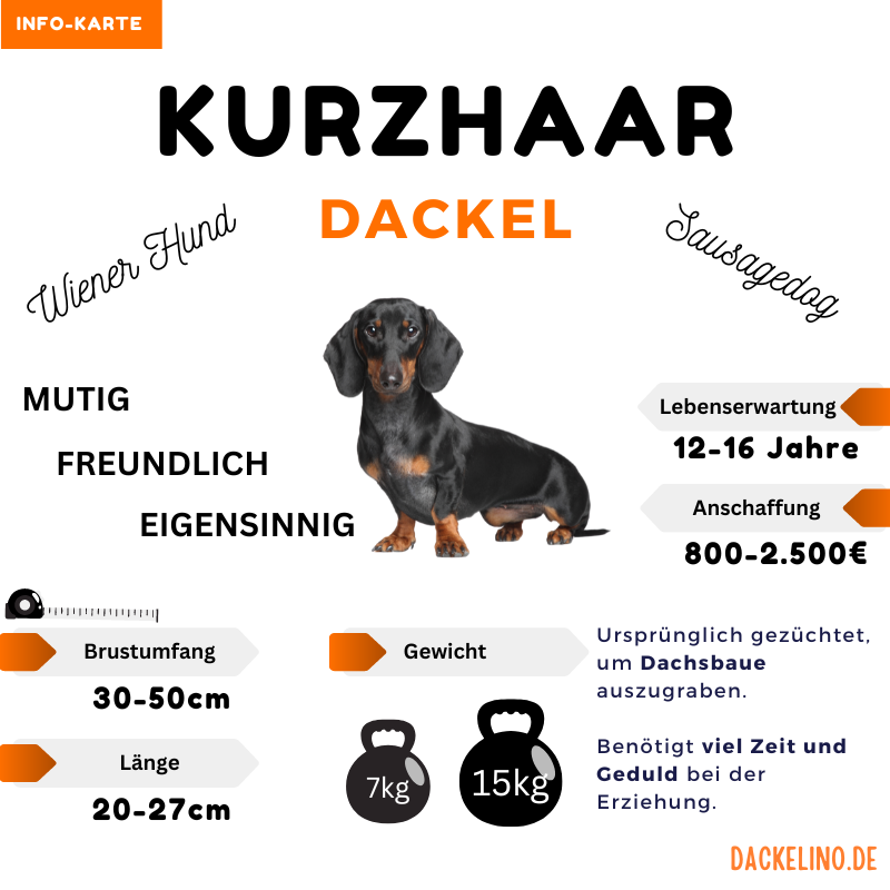 Kurzhaardackel Infokarte mit Charakter, Pflege und Eignung