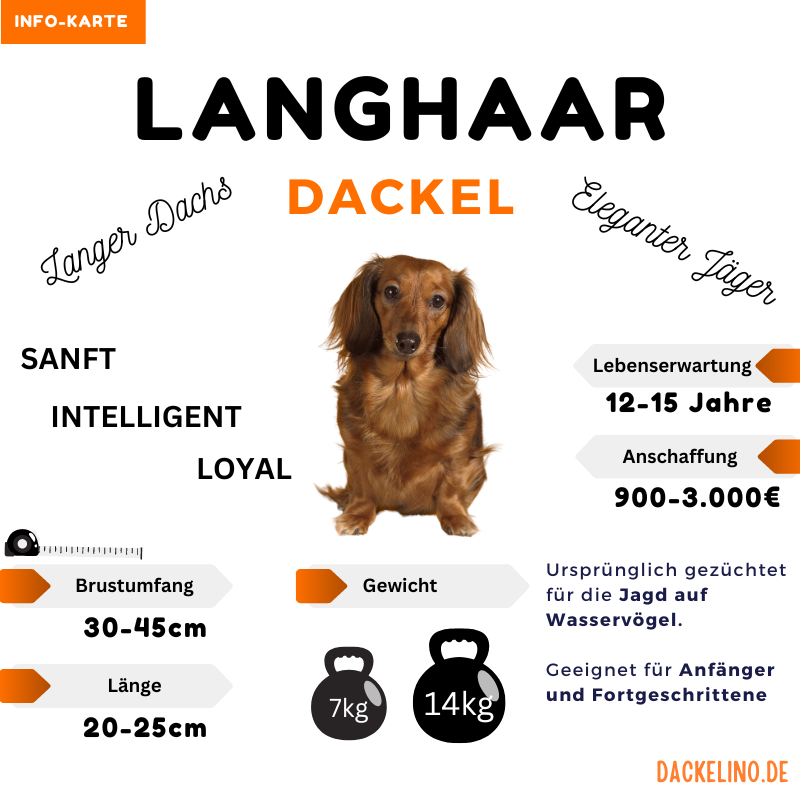Langhaardackel Infokarte mit Charakter, Pflege und Eignung