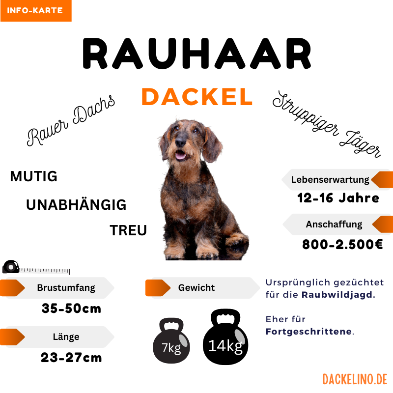 Rauhaardackel Infokarte mit Charakter, Pflege und Eignung