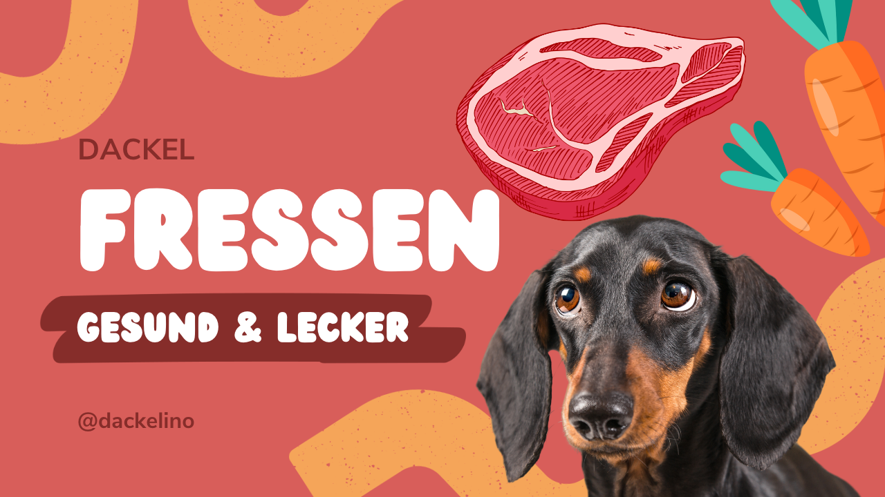 Die richtige Ernährung für deinen Dackel – Grundlagen und Praxis