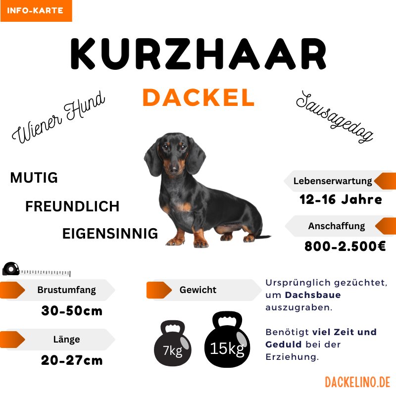 Kurzhaardackel Infokarte mit Charakter, Pflege und Eignung