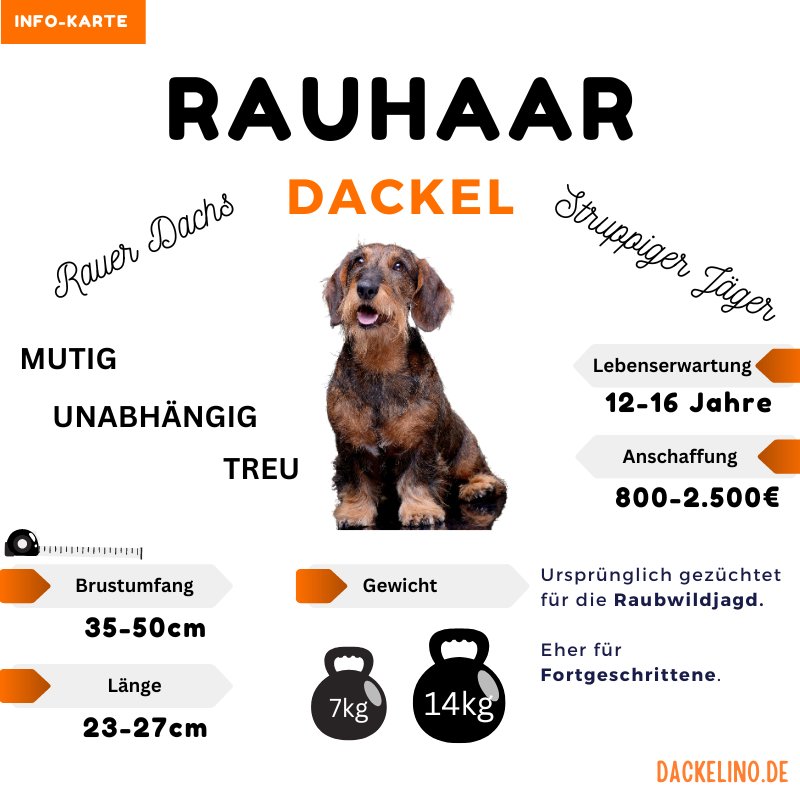 Rauhaardackel Infokarte mit Charakter, Pflege und Eignung