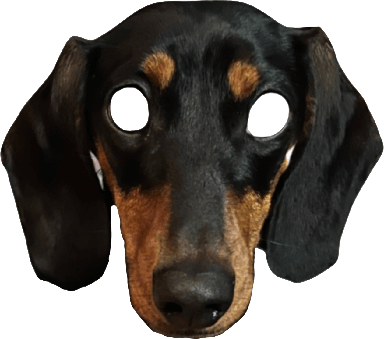 Dackelkopf